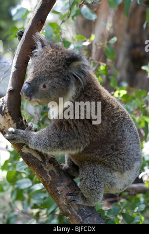 Koala im Baum in Victoria, Australien. Stockfoto