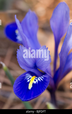 Ein Zwerg Sibirische Schwertlilie (Iris Sibirica) Stockfoto