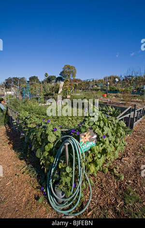 Ocean View Farmen Gemeinschaftsgarten, West Los Angeles, Kalifornien, USA Stockfoto