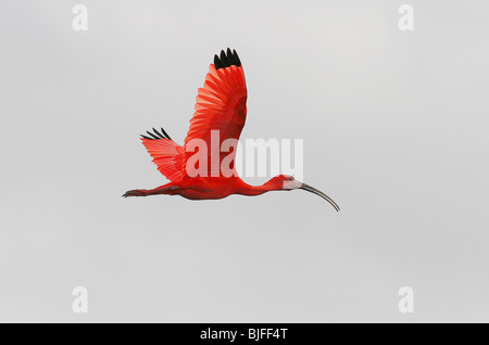 Scarlet Ibis (Eudocimus Ruber) im Flug, Morrocoy Nationalpark, Venezuela. Stockfoto