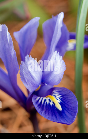 Ein Zwerg Sibirische Schwertlilie (Iris Sibirica) Stockfoto