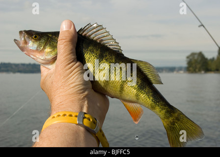 Barsch Angeln am Lake Washington in Juanita Bucht, Kirkland, Washington in der Nähe von Seattle. Stockfoto