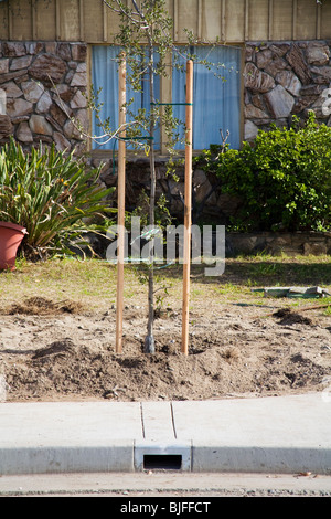 Elmer Avenue Nachbarschaft Retrofit-Projekt hilft Regenwasser zu verwalten und Überschwemmungen und Verschmutzung zu reduzieren. Los Angeles Stockfoto