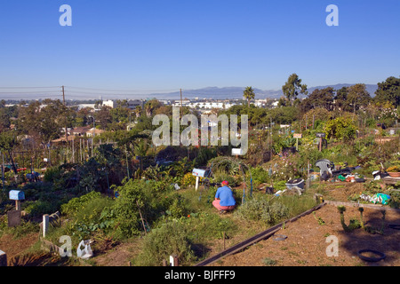 Ocean View Farmen Gemeinschaftsgarten, West Los Angeles, Kalifornien, USA Stockfoto