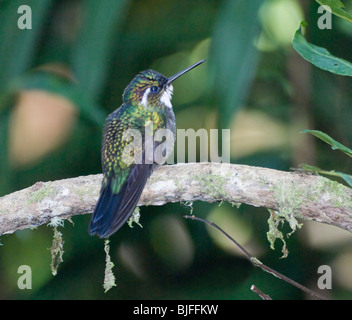 Weiße-Throated Mountaingem Lampornis Castaneovent Panama Stockfoto