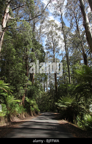 Straße durch die Otway Ranges-Victoria-Australia Stockfoto