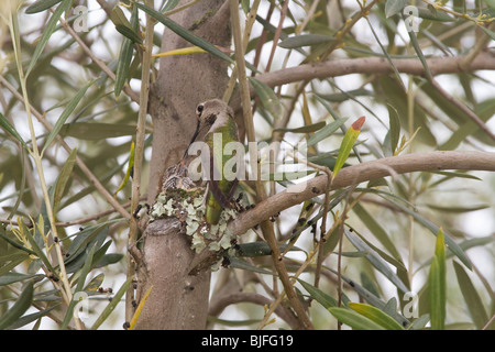 Frau Anna Kolibri Fütterung eines seiner zwei Küken in einem Nest im Olivenbaum, Sonoma, Kalifornien, USA gebaut. Stockfoto