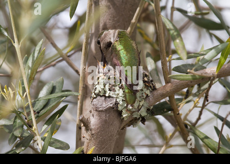 Frau Anna Kolibri Fütterung eines seiner zwei Küken in einem Nest in einem Olivenbaum, Sonoma, Kalifornien, USA. Stockfoto