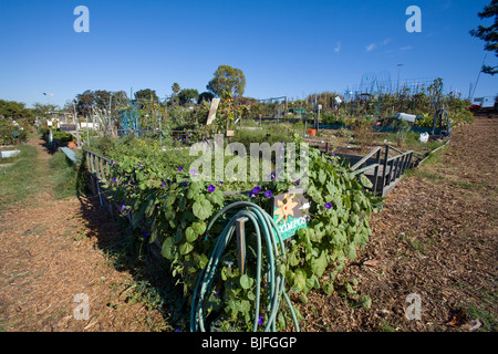 Ocean View Farmen Gemeinschaftsgarten, West Los Angeles, Kalifornien, USA Stockfoto