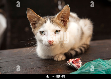 Fort Cochin, Kochi, Kerala, Indien junge Katze mit Fisch von den Fischern gestohlen Stockfoto