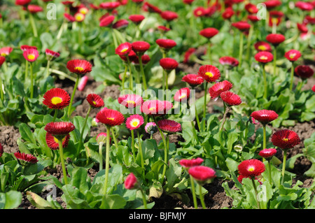Blumenbeet mit roten Gerbera Blumen blühen im Frühjahr Stockfoto