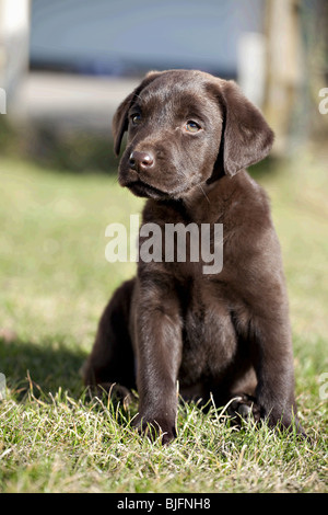 Chocolate Labrador Retriever Welpen in Rasen Stockfoto