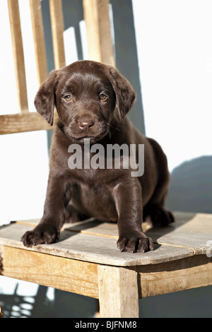 Chocolate Labrador Retriever Welpe auf Stuhl Stockfoto