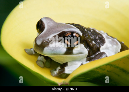 Amazonas Milch Frosch, Phrynohyas Resinifictrix, Südamerika Stockfoto