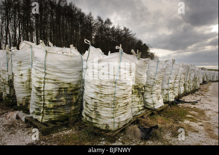 Abfälle Jakobsmuscheln, bevor die gedumpten auf See, Kirkcudbright, SW Schottland Stockfoto