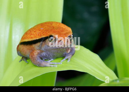 Tomatenfrosch, Dyscophus Guineti, Madagaskar Stockfoto