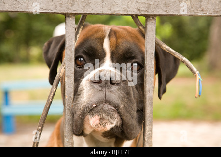 Hund auf der Suche durch Gartentor in Levanto, Ligurien, Italien Stockfoto