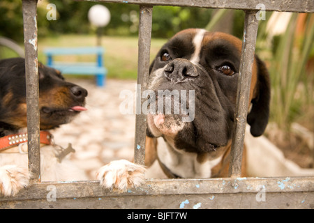 Hund auf der Suche durch Gartentor in Levanto, Ligurien, Italien Stockfoto