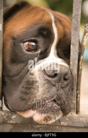 Hund auf der Suche durch Gartentor in Levanto, Ligurien, Italien Stockfoto