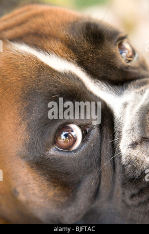 Hund auf der Suche durch Gartentor in Levanto, Ligurien, Italien Stockfoto