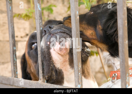 Hund auf der Suche durch Gartentor in Levanto, Ligurien, Italien Stockfoto