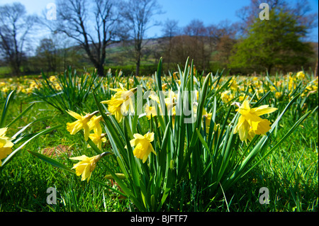 Wilden Narzisse (Narcissus pseudonarcissus Blumen,) oder Fastenzeit Lilly Pflanzen Blüte im Farndale, North Yorks Moors, North Yorkshire, England Stockfoto