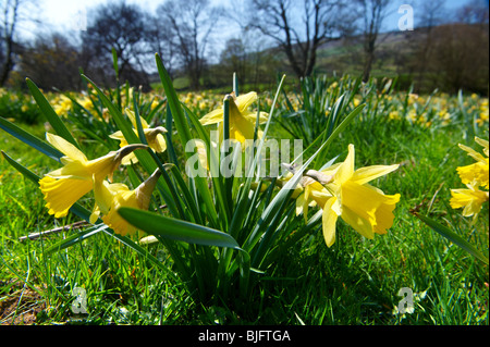 Wilden Narzisse (Narcissus pseudonarcissus Blumen,) oder Fastenzeit Lilly Pflanzen Blüte im Farndale, North Yorks Moors, North Yorkshire, England Stockfoto