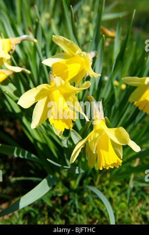 Wilden Narzisse (Narcissus pseudonarcissus Blumen,) oder Fastenzeit Lilly Pflanzen Blüte im Farndale, North Yorks Moors, North Yorkshire, England Stockfoto