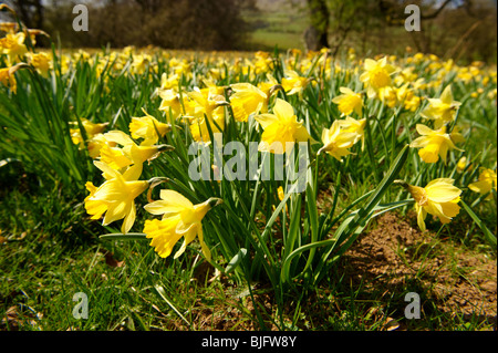 Wilden Narzisse (Narcissus pseudonarcissus Blumen,) oder Fastenzeit Lilly Pflanzen Blüte im Farndale, North Yorks Moors, North Yorkshire, England Stockfoto