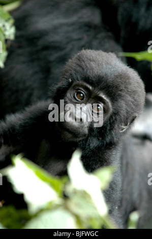 Gorilla Trekking im Bwindi Nationalpark. Uganda, Afrika © Demelza Cloke Stockfoto