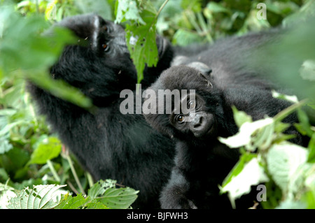 Gorilla Trekking im Bwindi Nationalpark. Uganda, Afrika © Demelza Cloke Stockfoto