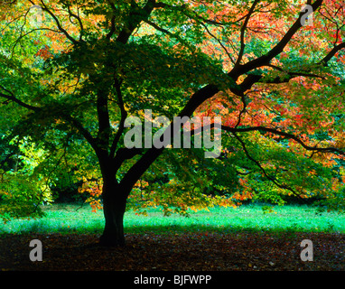 Die Hintergrundbeleuchtung Ahorn im frühen Herbst Gloucestershire England Stockfoto