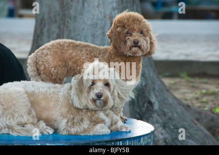 Hunde in den Wind am Strand von Ban Krut in Thailand Stockfoto