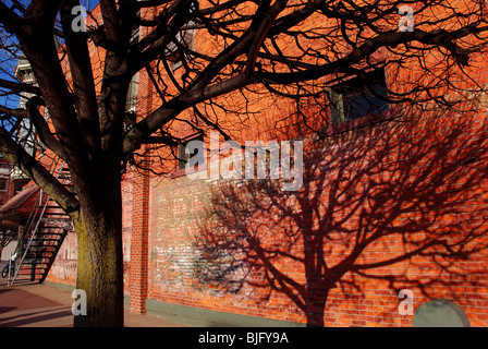 Baum-Silhouette gegen ein altes Gebäude bei Sonnenuntergang. Stockfoto