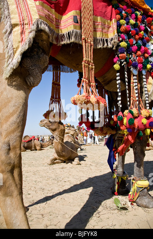 Kamele mit Trachten. Bikaner Camel Festival. Rajasthan. Indien Stockfoto