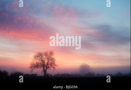 Eiche-Silhouette in der Morgendämmerung an einem dunstigen nebligen Morgen in der englischen Landschaft Stockfoto