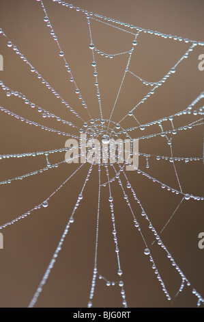 Wassertropfen auf einem Spider web. Zahlen in der Natur. Hier sehen Sie die Zahl neun Stockfoto
