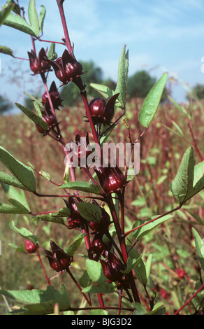 Frucht von roten Okra oder Roselle (Hibiscus Sabdariffa) an der Pflanze und verwendet in Süßwaren, Thailand Stockfoto