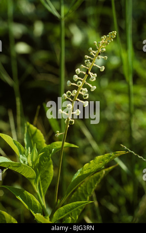 Frankreich (Phytolacca Americana) Pflanze in Blüte, USA Stockfoto