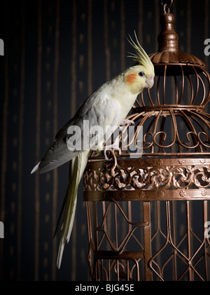 Vogelkäfig und einen Nymphensittich Stockfoto