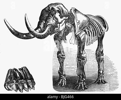 Vorgeschichte, Tiere, Mastodons, Skelett eines Mastodons, Detail unten links: Zahn, Illustration, Holzgravur, um 1870, Stockfoto