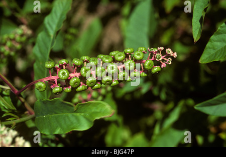 Frankreich (Phytolacca Americana) Pflanze in Blüte und Aussaat, Frankreich Stockfoto