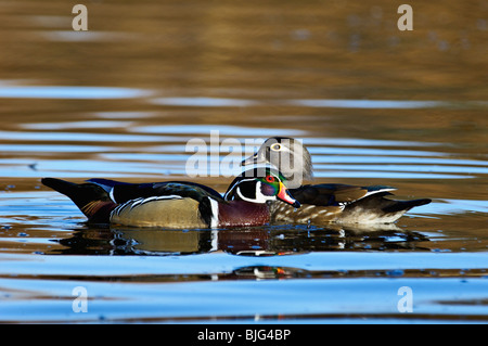 Brautente Drake und Henne am Teich in Clark County, Indiana Stockfoto