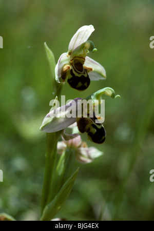 Biene Orchidee (Ophrys Apifera) Röschen auf eine blühende Pflanze Provence, Frankreich Stockfoto