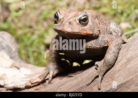 Amerikanische Kröte, Bufo Americanus; heimisch in den östlichen USA und Kanada Stockfoto