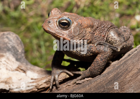 Amerikanische Kröte, Bufo Americanus; heimisch in den östlichen USA und Kanada Stockfoto