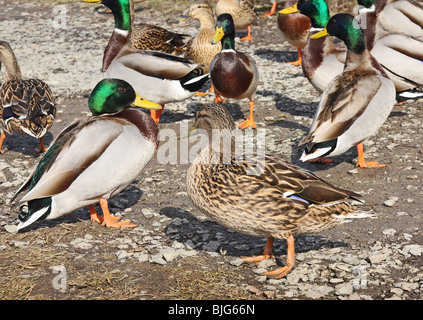 Gruppe der Stockente Enten am Ufer des Baches Stockfoto