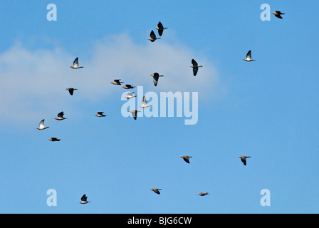 Eared Tauben im Flug gegen blauen Himmel in La Dormida Lodge in Cordoba, Argentinien Stockfoto