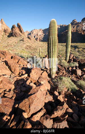 Saguaro Kaktus sitzen auf einem Rhyolite Felsen Hügel, KOFA Wildlife Refuge, Arizona Stockfoto