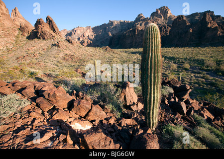 Saguaro Kaktus sitzen auf einem Rhyolite Felsen Hügel, KOFA Wildlife Refuge, Arizona Stockfoto